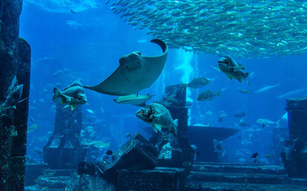 Dubai Mall Aquarium tickets