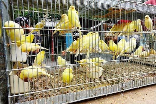 سوق الطيور أبوظبي 